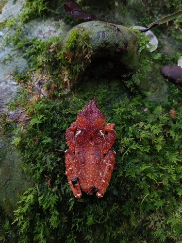 Nyctixalus margaritifer