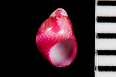 Eulithidium pulloides