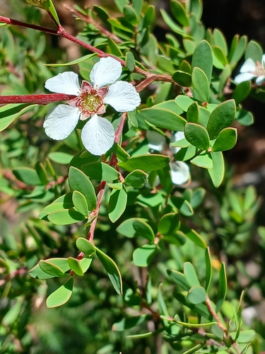 blue-green tea tree (Gaudium glaucescens)