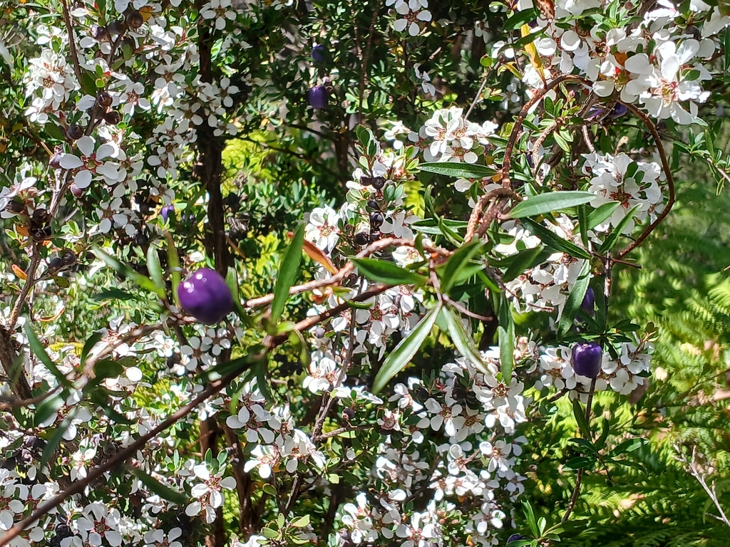 Billardiera macrantha; photograph (c) Leon Perrie, some rights reserved (CC BY)