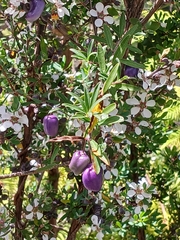 Billardiera macrantha, photograph (c) Leon Perrie, some rights reserved (CC BY)