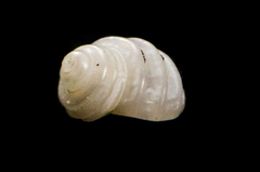 Parviturbo acuticostatus