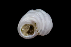 Parviturbo acuticostatus