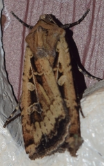 Euxoa ochrogaster