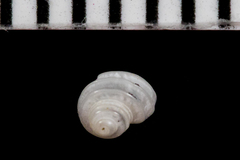 Parviturbo acuticostatus