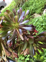Aeonium arboreum