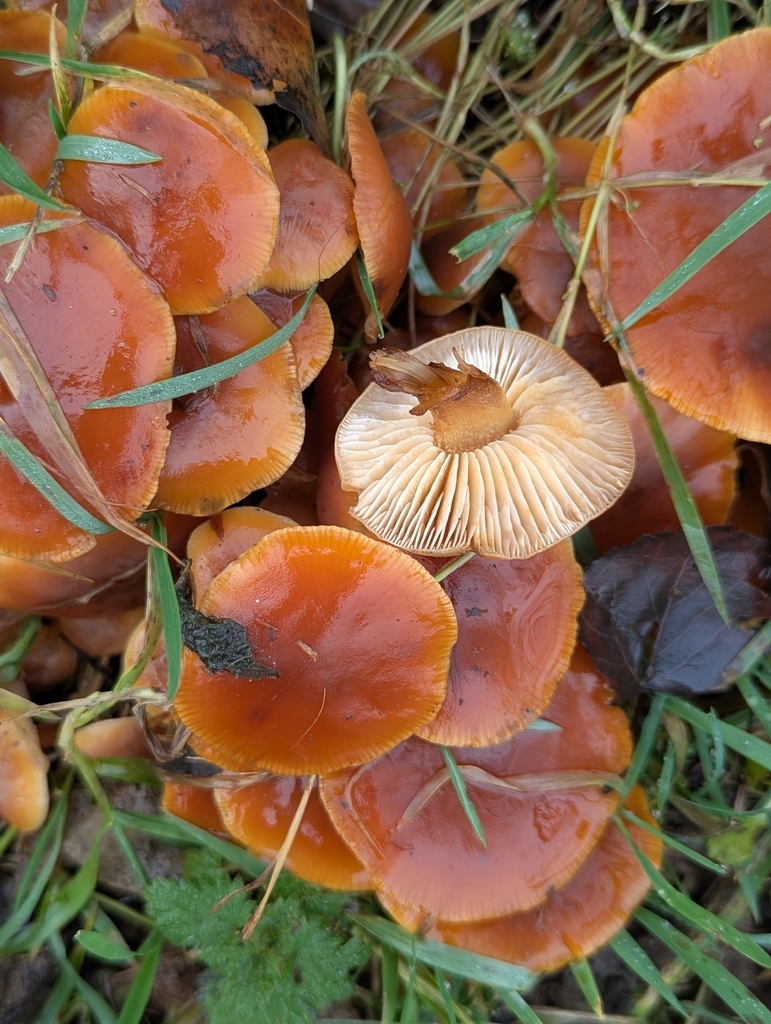 Flammulina · January 2026 · photo: © ohwhen (iNaturalist, cc-by)
