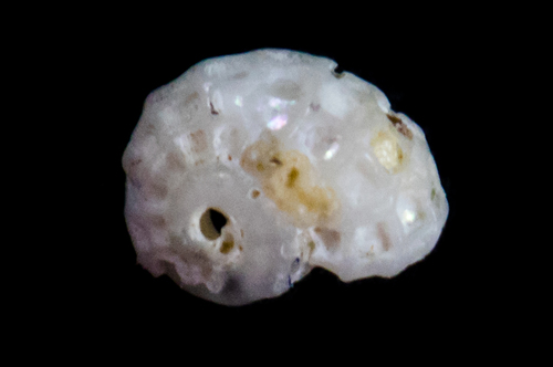 Liotia fenestrata observed 2017-01-02