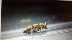 Chlorophorus glabromaculatus