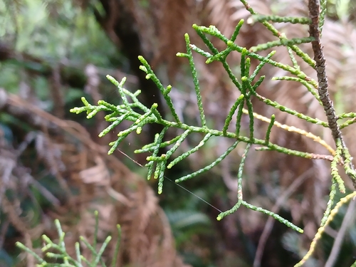 Lagarostrobos franklinii, photograph 6