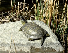 Emys orbicularis