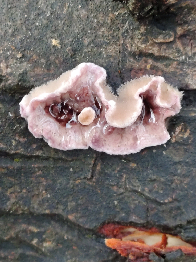 Chondrostereum purpureum · January 2026 · photo: © davidhanks (iNaturalist, cc0)