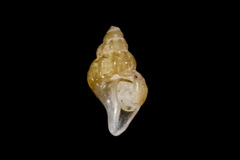 Amphissa versicolor