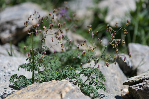 Thalictrum foetidum iNat (1)