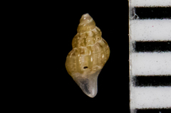 Amphissa versicolor
