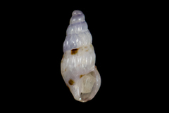 Exaesopus subturritus