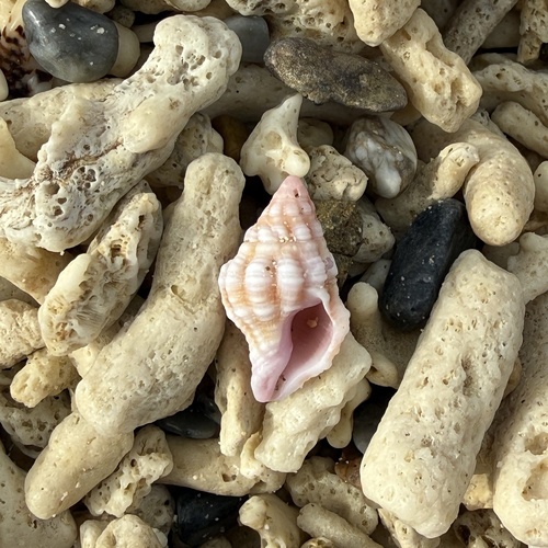 Peristernia nassatula observed 2026-01-23