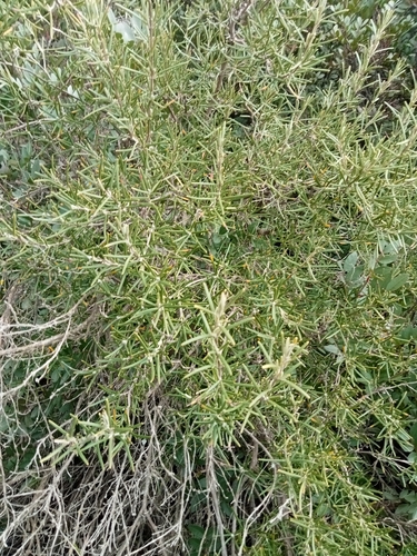 Avistamiento Salvia rosmarinus