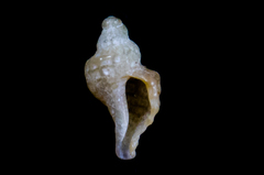 Ocinebrina