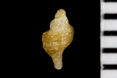 Ocinebrina