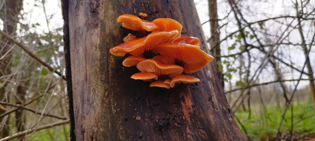 Flammulina · January 2026 · photo: © steve1667 (iNaturalist, cc0)