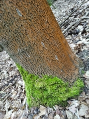 Trentepohlia