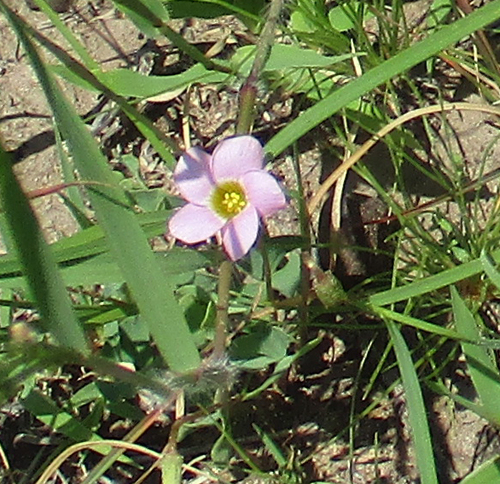 Oxalis obliquifolia image