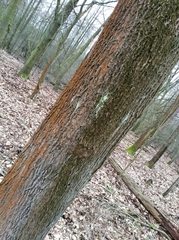 Trentepohlia