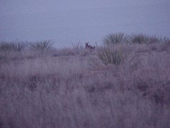 Tympanuchus pallidicinctus