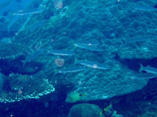 Stompsnuit-barracuda (Sphyraena obtusata) — Sphyraenidae — 5