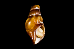 Pseudomelatomidae