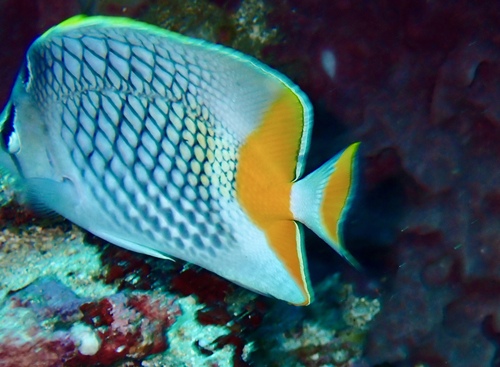 Crosshatch butterflyfish (Chaetodon xanthurus) — Chaetodontidae