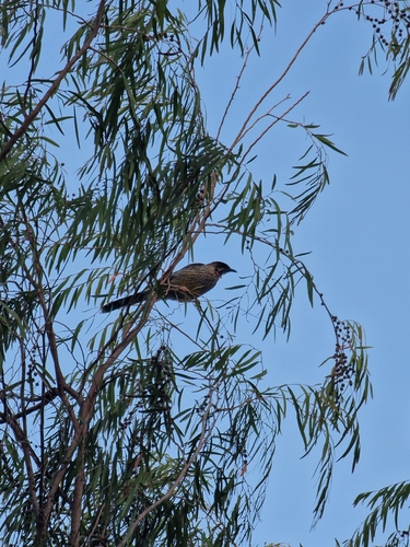 Red Wattlebird (Anthochaera carunculata), photo 6