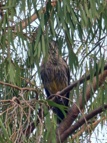 Red Wattlebird (Anthochaera carunculata), photo 7