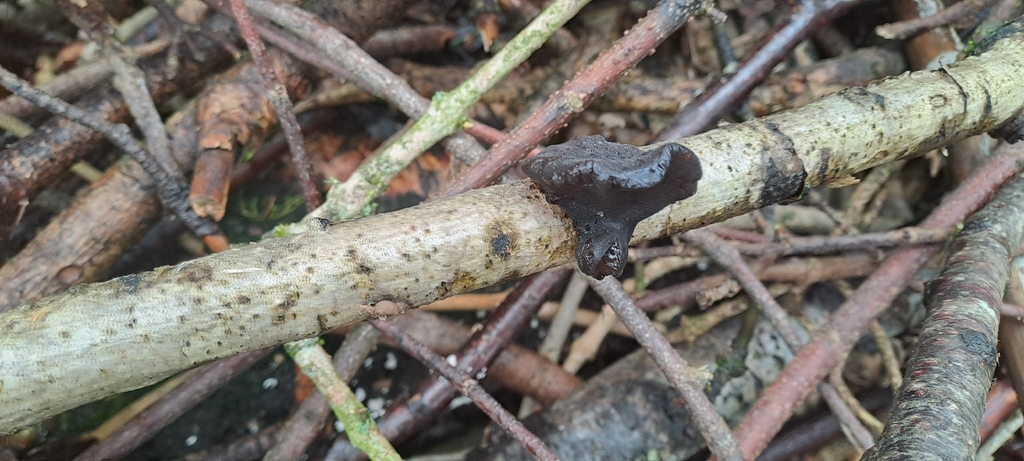 Exidia glandulosa · January 2026 · photo: © ntalderleyedge (iNaturalist, cc0)
