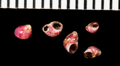 Eulithidium pulloides