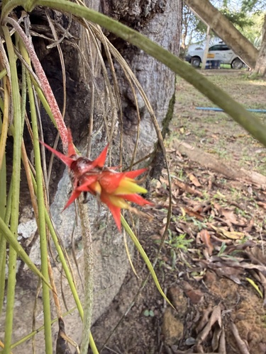 pinecone bromeliad (Acanthostachys strobilacea)