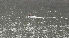 Mergus merganser