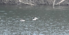 Mergus merganser