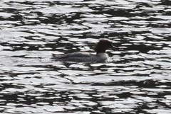 Mergus merganser