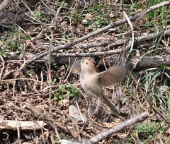 Sinosuthora webbiana