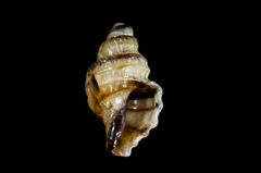 Ocinebrina