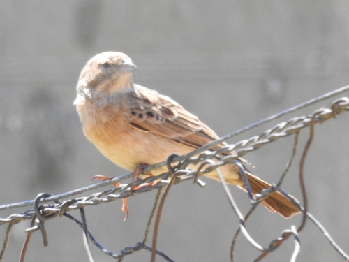 Lark-like Bunting (Emberiza impetuani)