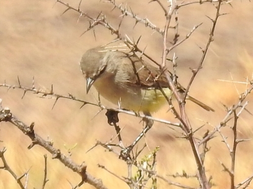 Yellow-bellied Eremomela (Eremomela icteropygialis), photo 1