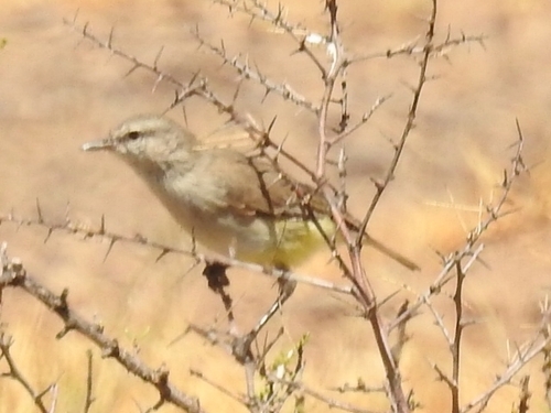 Yellow-bellied Eremomela (Eremomela icteropygialis), photo 2