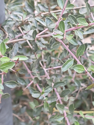 Henna (Lawsonia inermis)