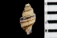 Ocinebrina