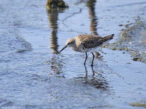 iNaturalist: (c) ngaunt, some rights reserved (CC BY-NC) iNaturalist image