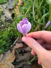 Crocus vernus