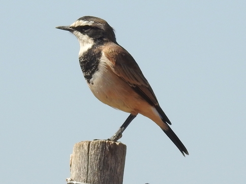 Capped Wheatear (Oenanthe pileata), photo 3
